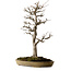 Acer buergerianum, 62 cm, environ 35 ans, avec un nebari de 18 cm, dans un pot japonais artisanal de Reiho présentant une fissure.