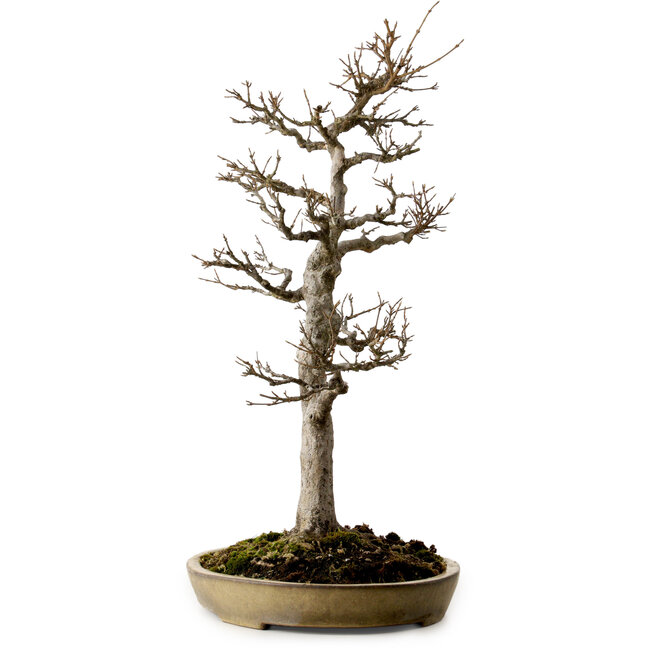 Acer buergerianum, 62 cm, ± 35 anni, con nebari di 18 cm, in un vaso giapponese fatto a mano da Reiho con una crepa