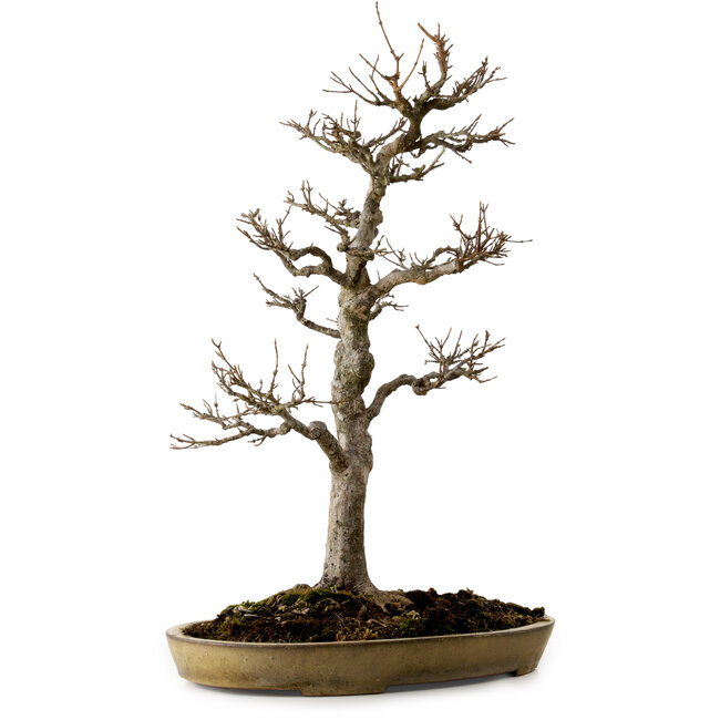 Acer buergerianum, 62 cm, ± 35 jaar oud, met een nebari van 18 cm, in een handgemaakte Japanse pot van Reiho met een barst.