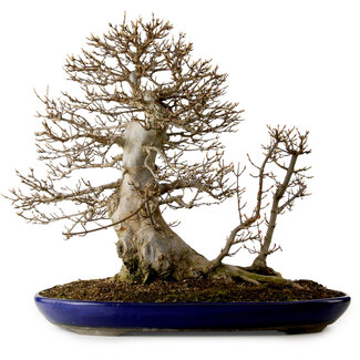 Acer buergerianum, 50 cm, ± 20 anni