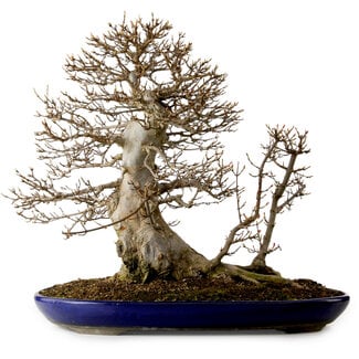 Acer buergerianum, 50 cm, ± 20 ans