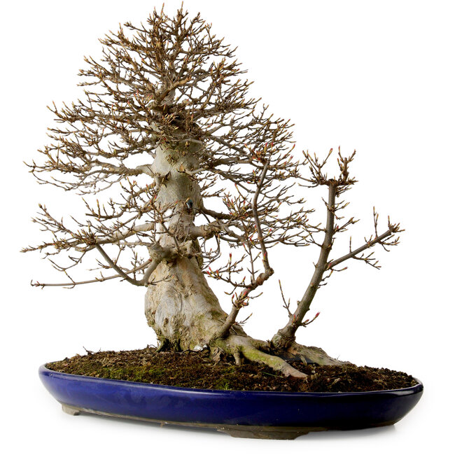 Acer buergerianum, 50 cm, ca. 20 Jahre alt, mit einem Wurzelhals von 36 cm