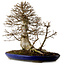 Acer buergerianum, 50 cm, ± 20 years old, with a nebari of 36 cm