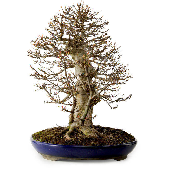 Acer buergerianum, 50 cm, ± 20 ans, avec un nebari de 36 cm