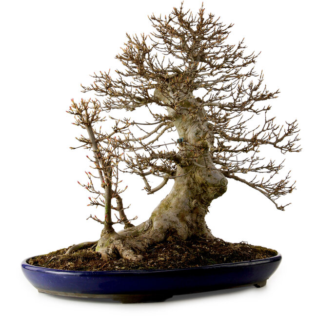 Acer buergerianum, 50 cm, ± 20 years old, with a nebari of 36 cm