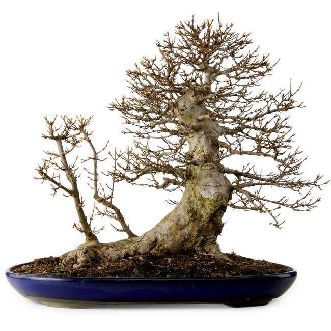 Acer buergerianum, 50 cm, ± 20 anni, con nebari di 36 cm