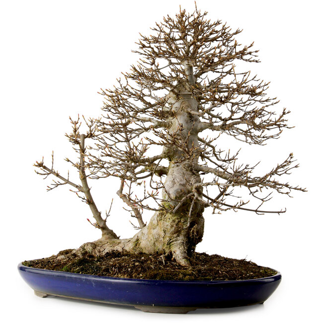 Acer buergerianum, 50 cm, ca. 20 Jahre alt, mit einem Wurzelhals von 36 cm