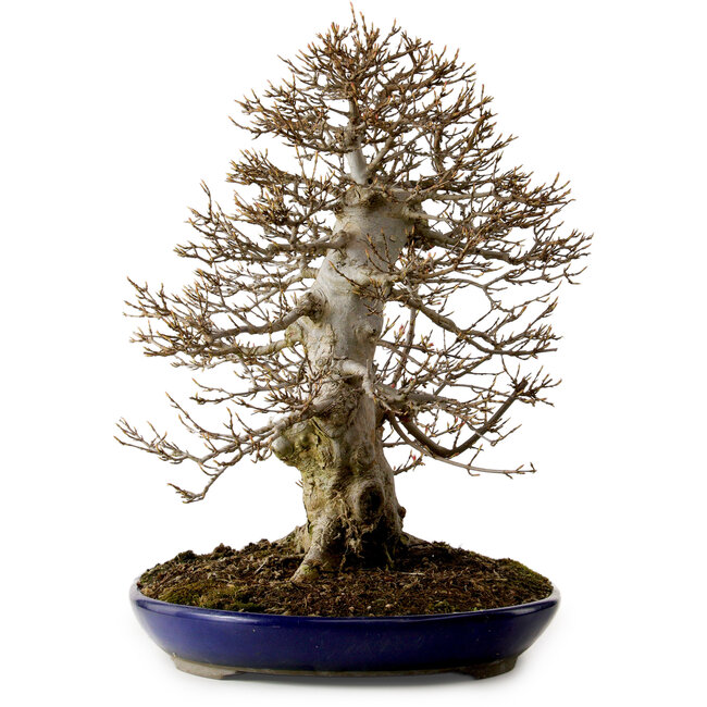 Acer buergerianum, 50 cm, ± 20 ans, avec un nebari de 36 cm