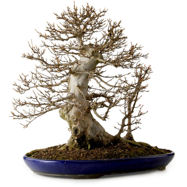 Acer buergerianum, 50 cm, ± 20 years old, with a nebari of 36 cm