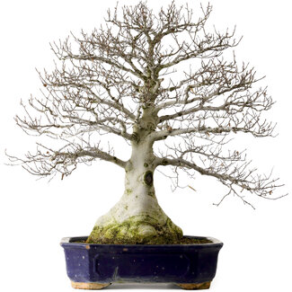 Fagus crenata, 77 cm, ± 40 ans