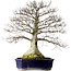 Fagus crenata, 77 cm, ± 40 jaar oud, met een nebari van 30 cm