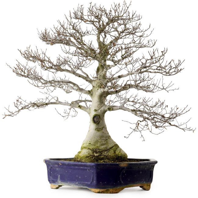 Fagus crenata, 77 cm, ± 40 años, con un nebari de 30 cm