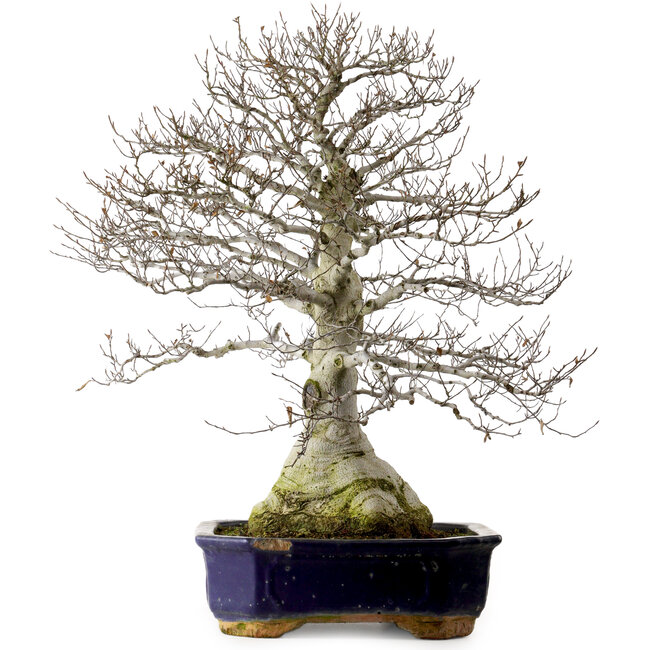 Fagus crenata, 77 cm, ± 40 years old, with a nebari of 30 cm