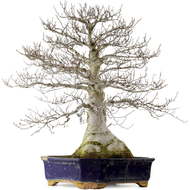 Fagus crenata, 77 cm, ± 40 años, con un nebari de 30 cm