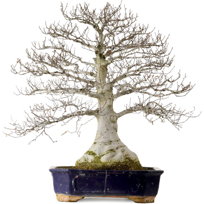 Fagus crenata, 77 cm, ± 40 ans, avec un nebari de 30 cm