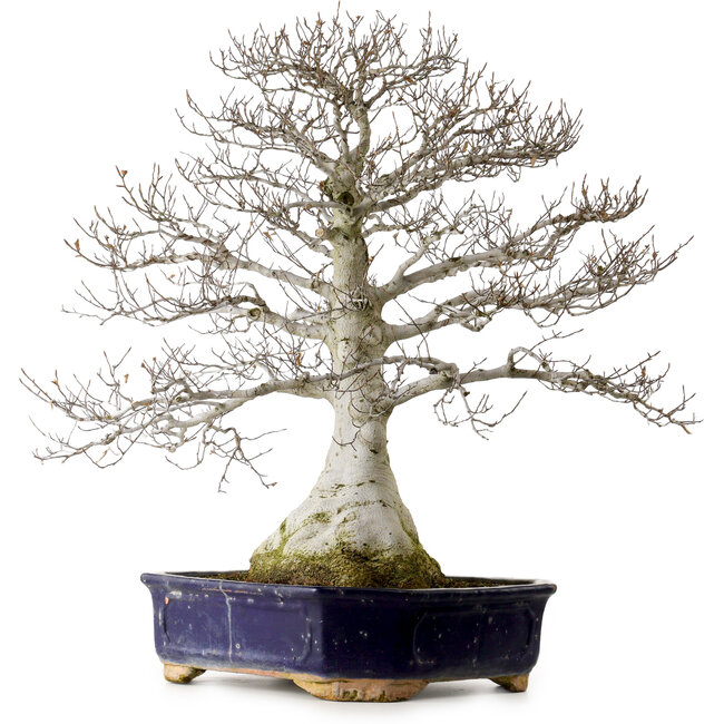 Fagus crenata, 77 cm, ± 40 anni, con nebari di 30 cm