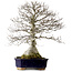 Fagus crenata, 77 cm, ± 40 jaar oud, met een nebari van 30 cm