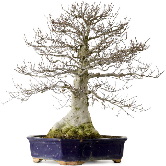 Fagus crenata, 77 cm, ± 40 years old, with a nebari of 30 cm