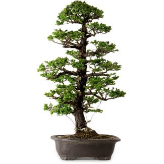 Picea jezoensis, 75 cm, ± 40 años de edad
