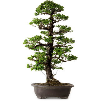 Picea jezoensis, 75 cm, ± 40 years old