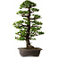 Picea jezoensis, 75 cm, ± 40 ans, avec un nebari de 13 cm