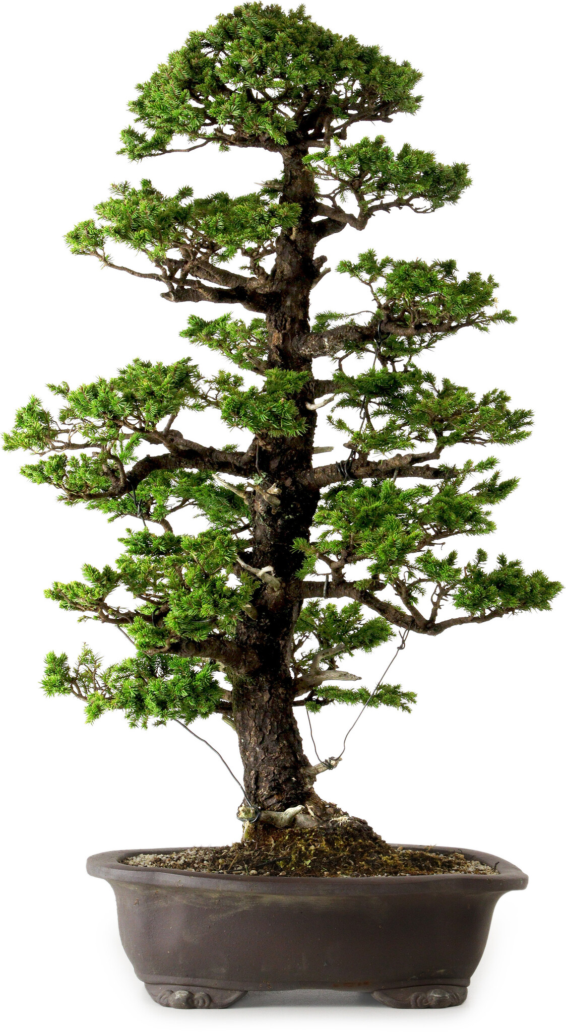 Picea jezoensis, 75 cm,  40 years old, with a nebari of 13 cm - Bonsai  Plaza