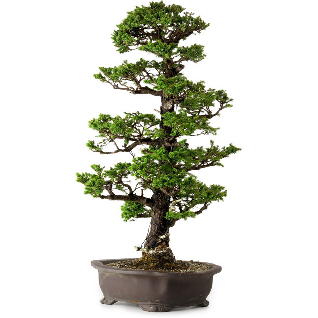 Picea jezoensis, 75 cm, ± 40 años de edad, con un nebari de 13 cm.