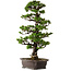 Picea jezoensis, 75 cm, ± 40 anni, con nebari di 13 cm