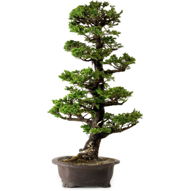 Picea jezoensis, 75 cm, ± 40 años de edad, con un nebari de 13 cm.