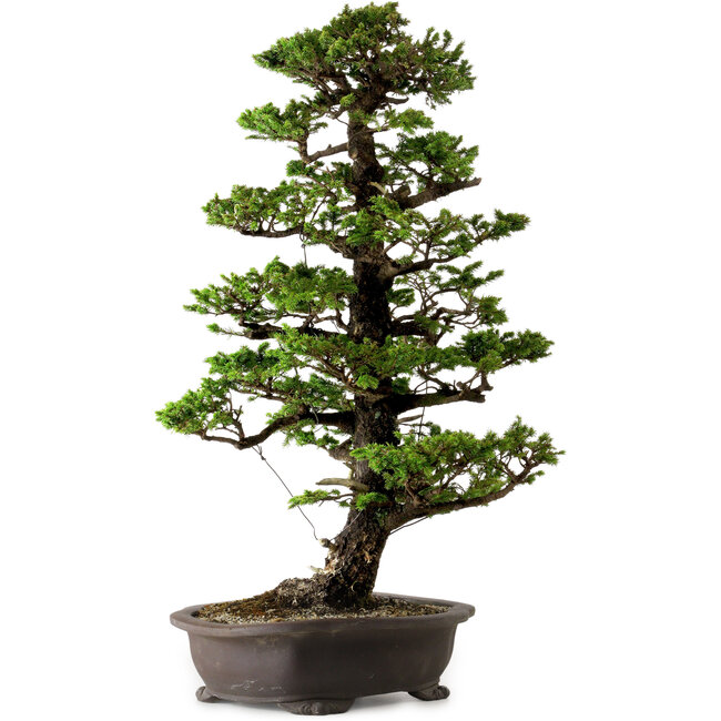 Picea jezoensis, 75 cm, ca. 40 Jahre alt, mit einem Wurzelhals von 13 cm