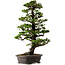 Picea jezoensis, 75 cm, ± 40 anni, con nebari di 13 cm