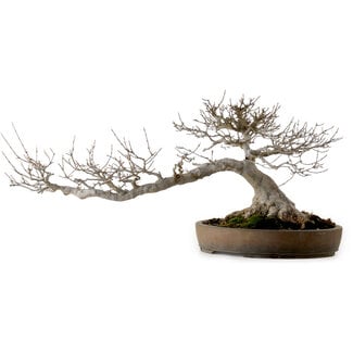 Acer buergerianum, 30 cm, ± 35 anni