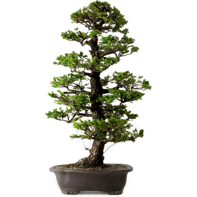 Picea jezoensis, 75 cm, ± 40 jaar oud, met een nebari van 13 cm
