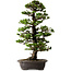 Picea jezoensis, 75 cm, ± 40 ans, avec un nebari de 13 cm