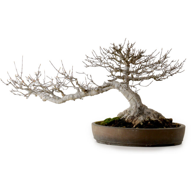 Acer buergerianum, 30 cm, ca. 35 Jahre alt, mit einem Wurzelhals von 25 cm