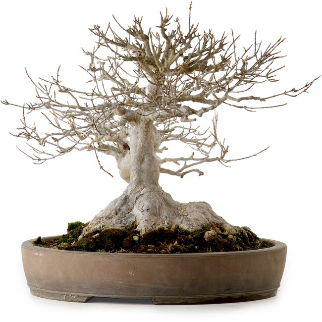 Acer buergerianum, 30 cm, ± 35 ans, avec un nebari de 25 cm