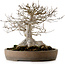 Acer buergerianum, 30 cm, ± 35 ans, avec un nebari de 25 cm