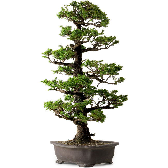 Picea jezoensis, 75 cm, ± 40 anni, con nebari di 13 cm