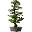 Picea jezoensis, 75 cm, ± 40 anni, con nebari di 13 cm