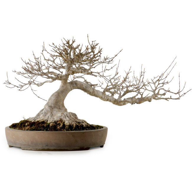 Acer buergerianum, 30 cm, ± 35 ans, avec un nebari de 25 cm