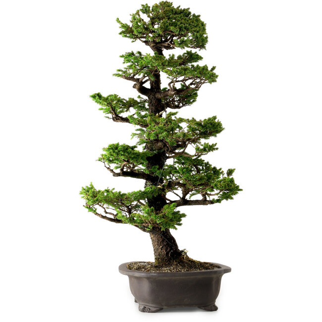 Picea jezoensis, 75 cm, ca. 40 Jahre alt, mit einem Wurzelhals von 13 cm