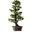 Picea jezoensis, 75 cm, ± 40 ans, avec un nebari de 13 cm