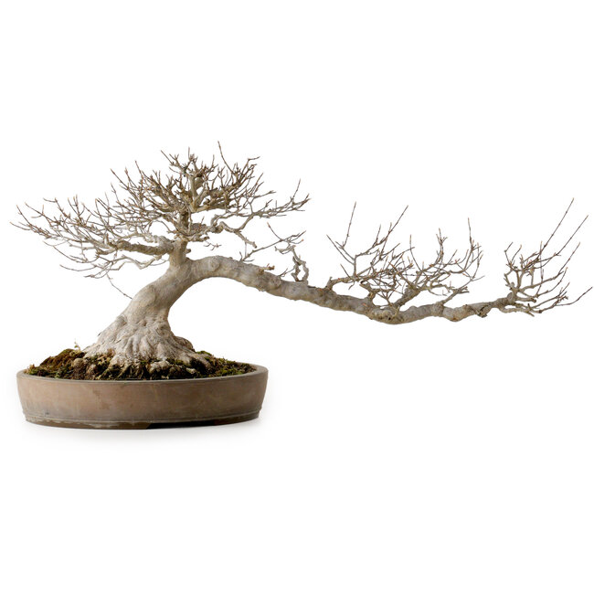 Acer buergerianum, 30 cm, ± 35 ans, avec un nebari de 25 cm