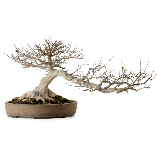 Acer buergerianum, 30 cm, ± 35 jaar oud, met een nebari van 25 cm