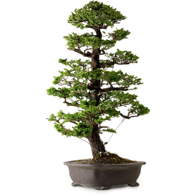 Picea jezoensis, 75 cm, ca. 40 Jahre alt, mit einem Wurzelhals von 13 cm