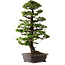 Picea jezoensis, 75 cm, ± 40 anni, con nebari di 13 cm