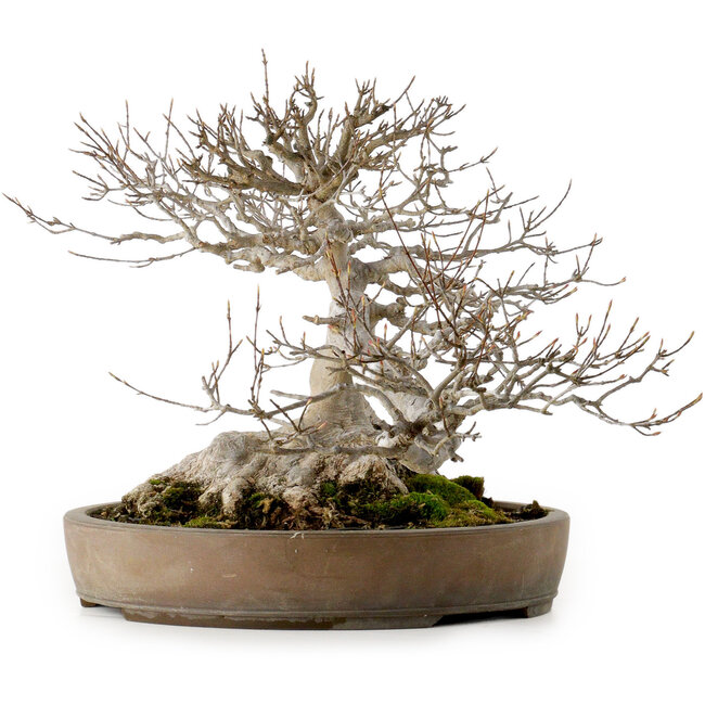 Acer buergerianum, 30 cm, ± 35 ans, avec un nebari de 25 cm