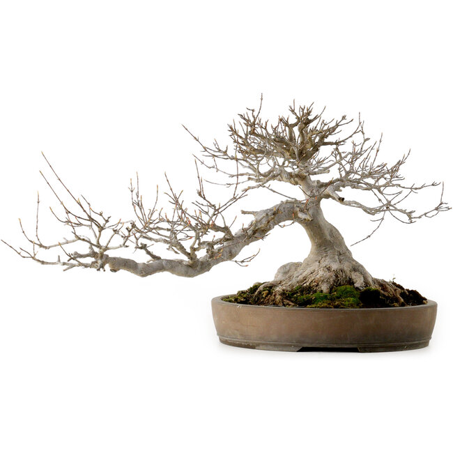 Acer buergerianum, 30 cm, ± 35 years old, with a nebari of 25 cm
