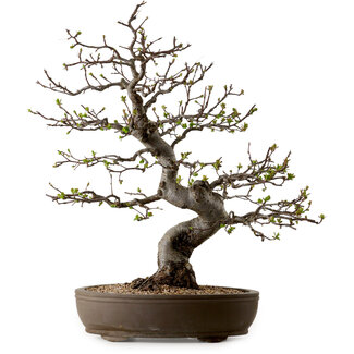 Malus, 63 cm, ± 30 Jahre alt