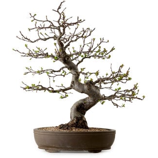 Malus, 63 cm, ± 30 years old